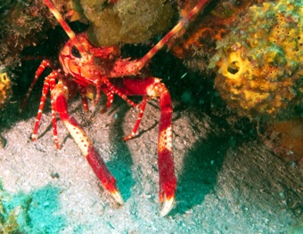 Banded Lobster